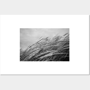 Black and white grasses. Posters and Art